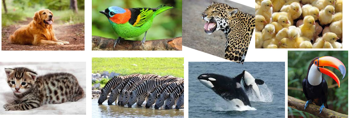 Imagem de fundo de animais