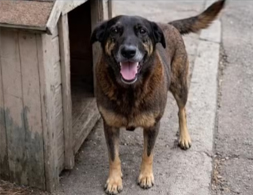 Cão Orelha - Barbárie Animal