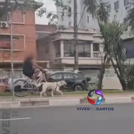 Cachorro - conduzido bike